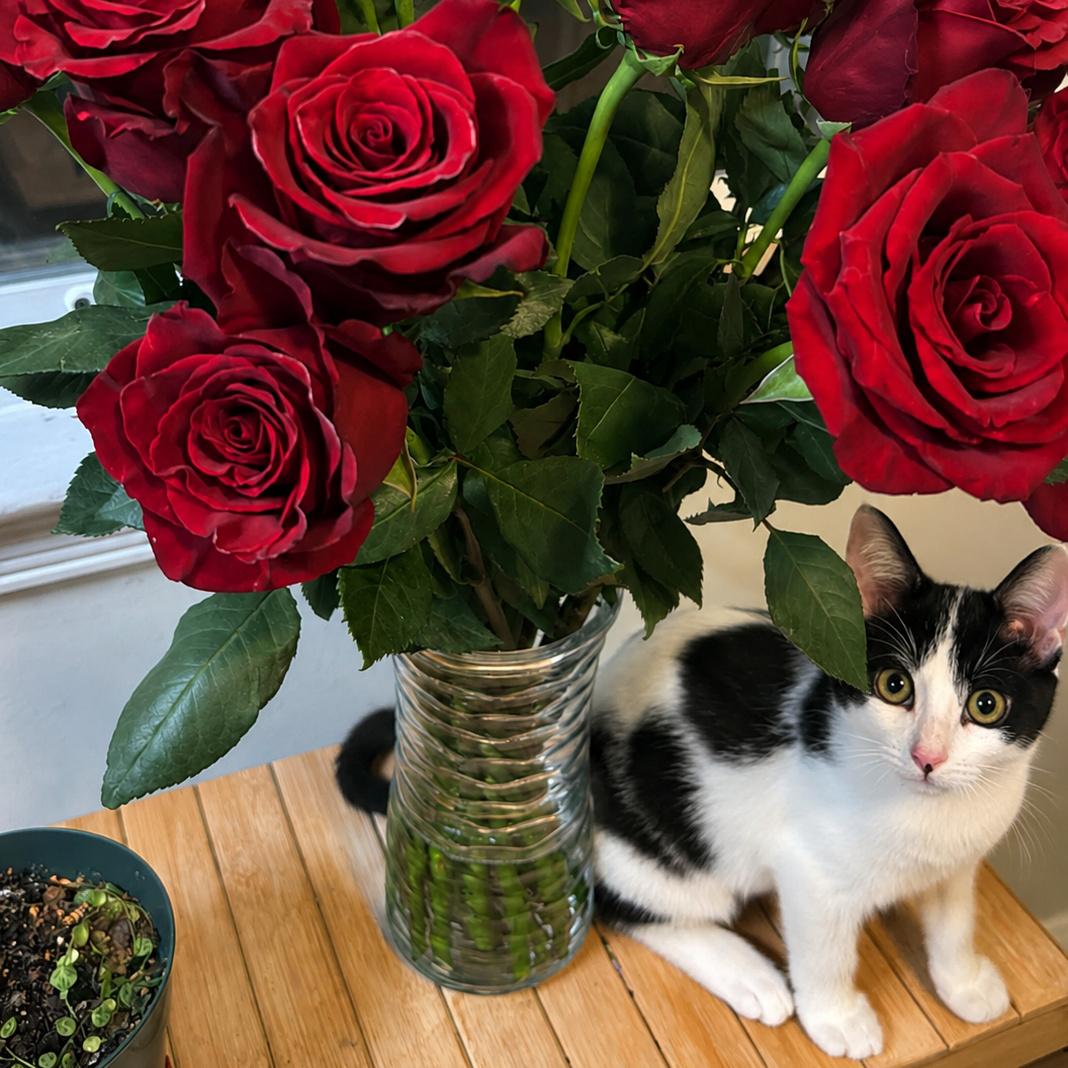 Bluebell, an adopted Domestic Short Hair in Pittsburgh, PA image 2/6