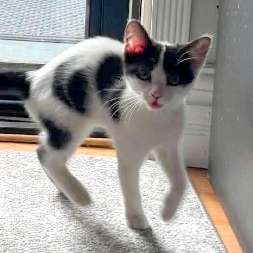 Bluebell, an adopted Domestic Short Hair in Pittsburgh, PA image 5/6