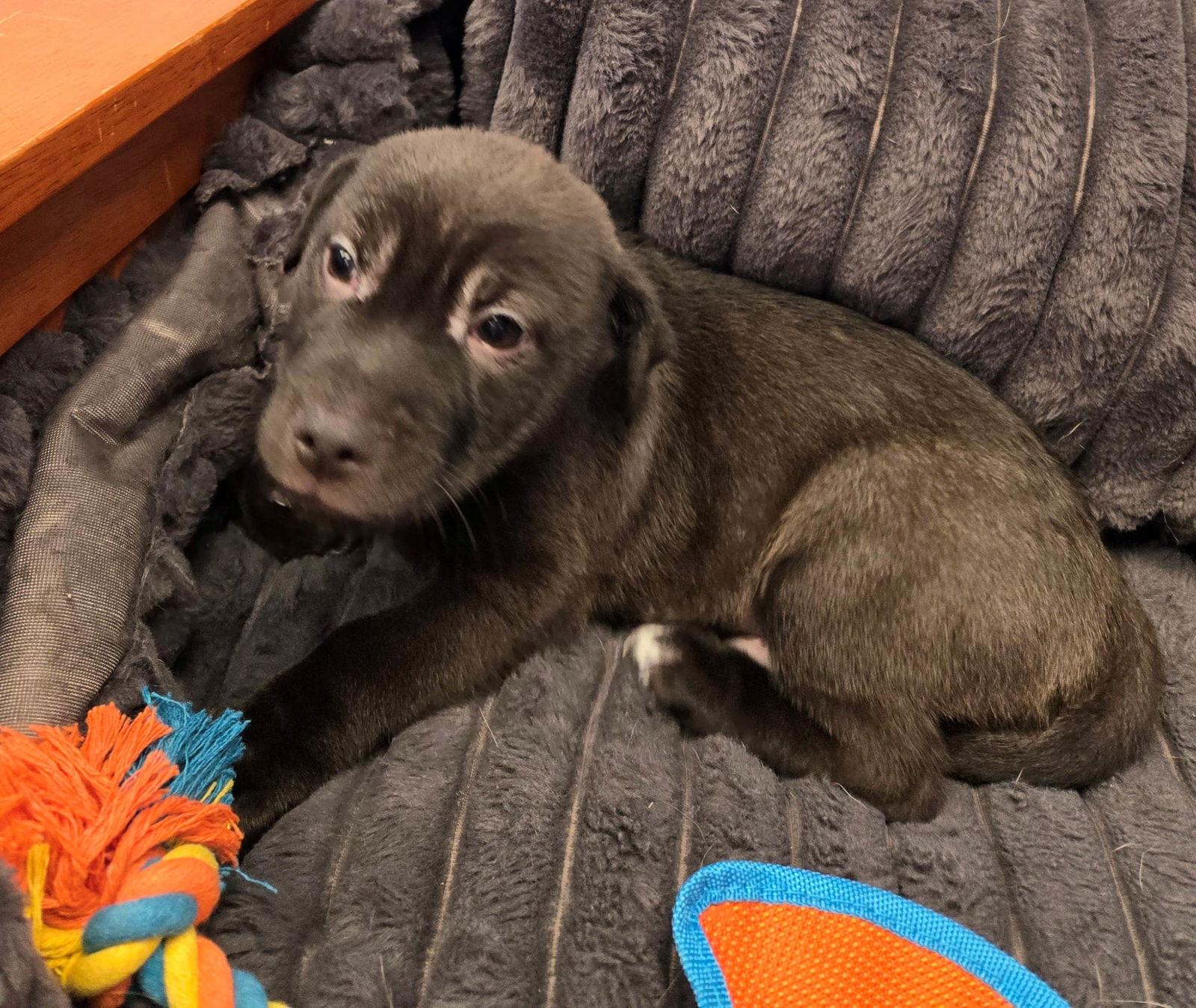 Enlarge Severus, a Adoptable Mixed Breed in Cliffwood, NJ image 1/2