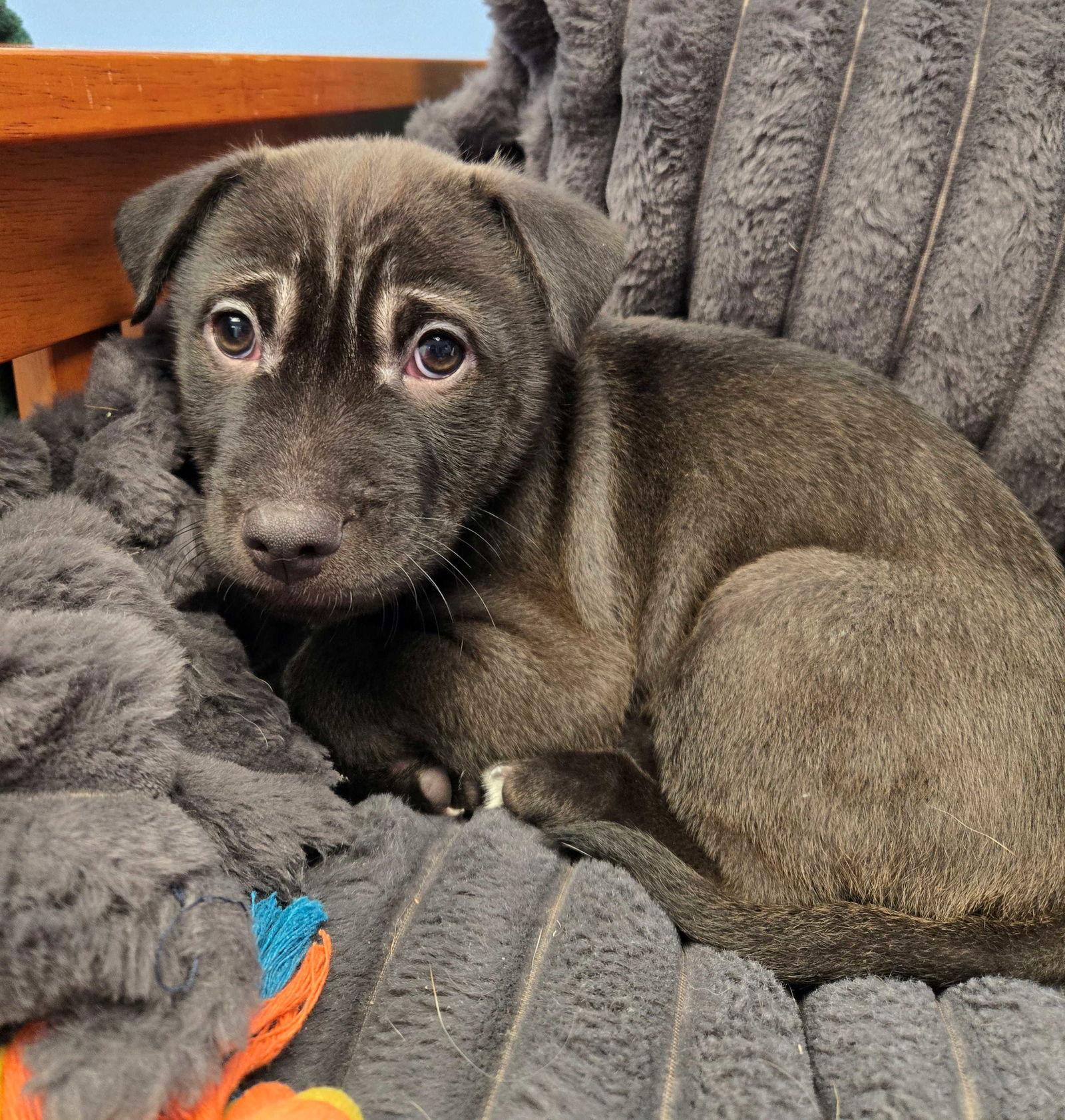 Severus, Adoptable, Puppy Male Mixed Breed.