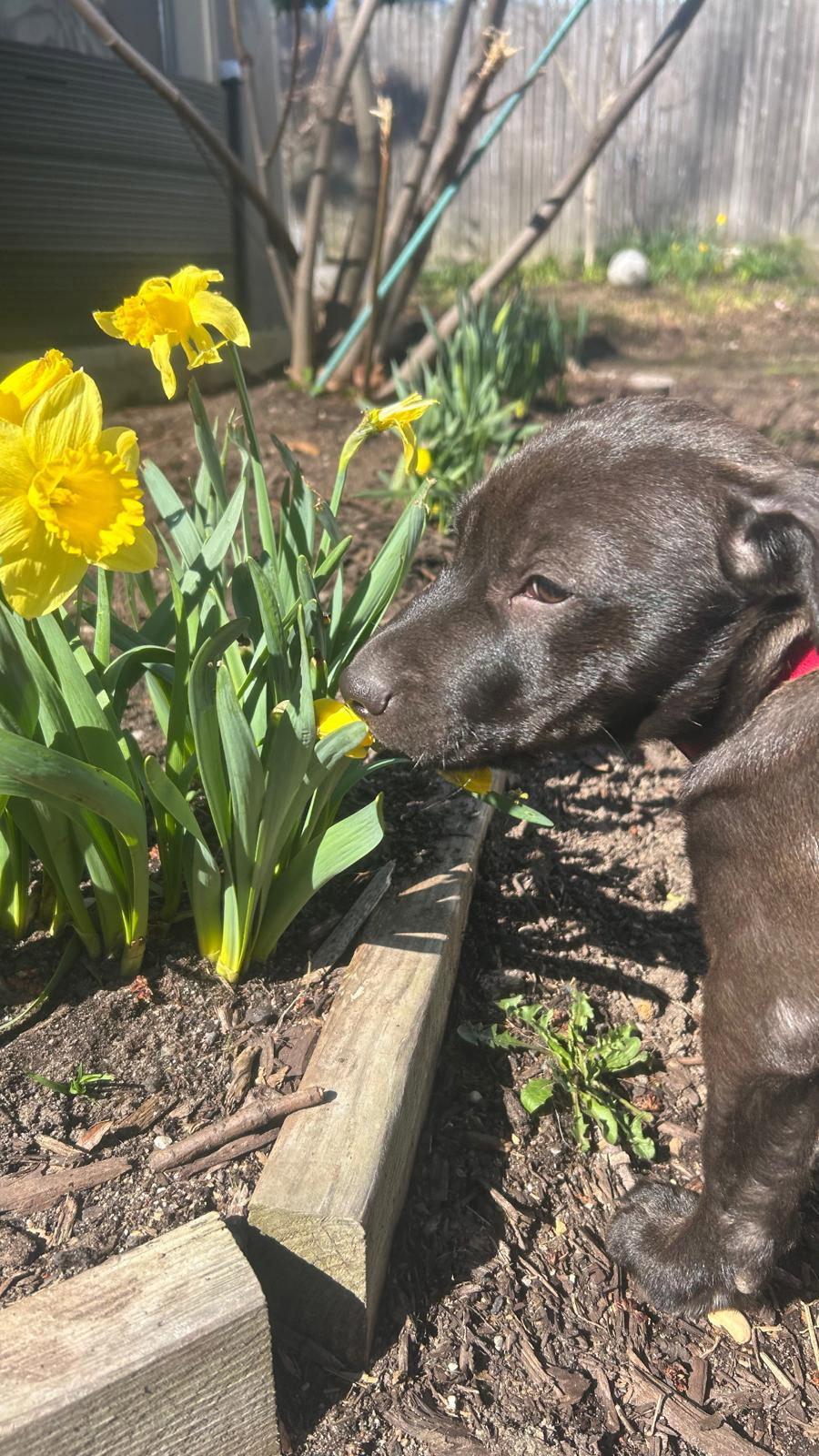 Enlarge Severus, a Adoptable Mixed Breed in Cliffwood, NJ image 2/3