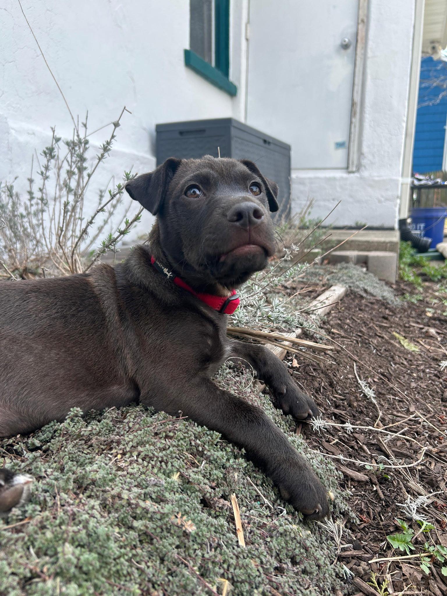 Enlarge Severus, a Adoptable Mixed Breed in Cliffwood, NJ image 3/3