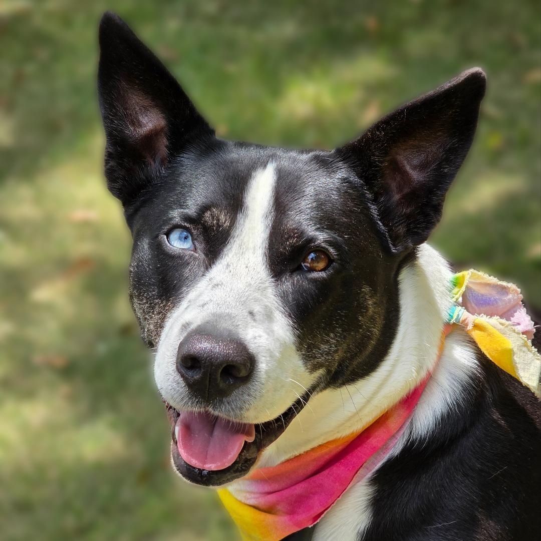 New York, a Adoptable Mixed Breed in Phenix City, AL image 1/5