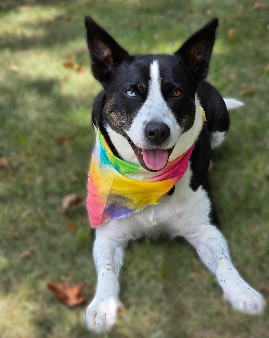 New York, a Adoptable Mixed Breed in Phenix City, AL image 2/5