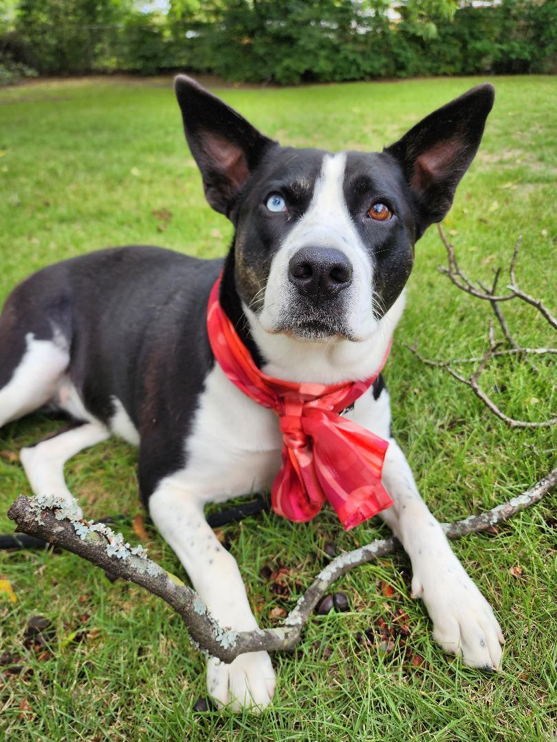 New York, a Adoptable Mixed Breed in Phenix City, AL image 5/5