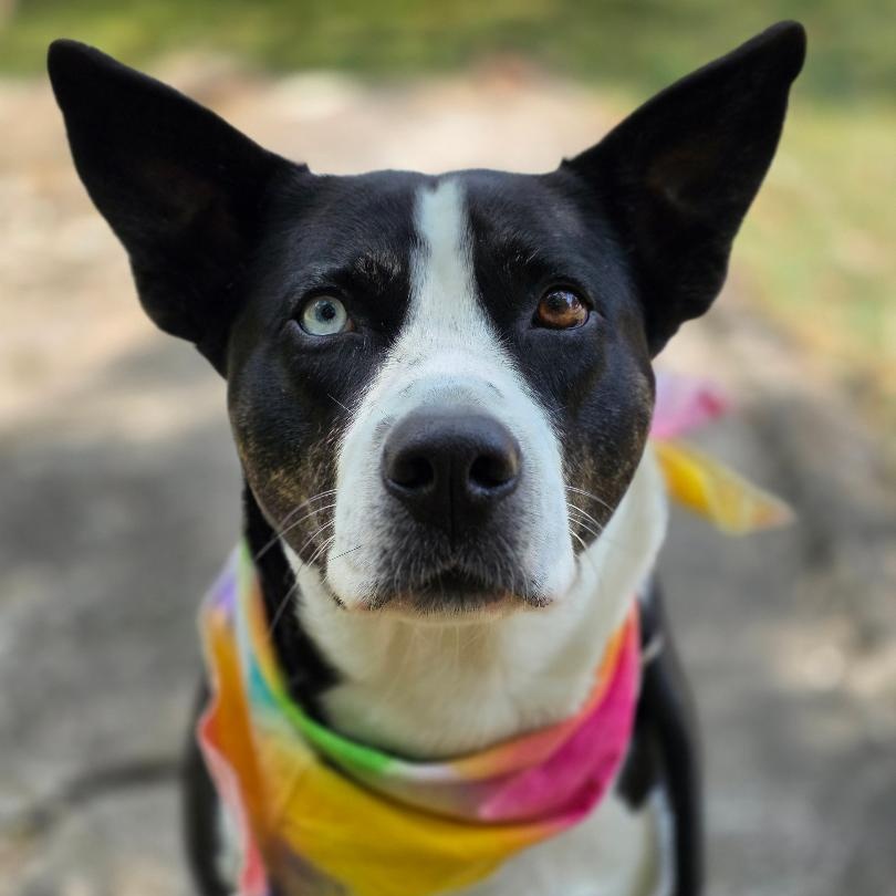 New York, a Adoptable Mixed Breed in Phenix City, AL image 3/5