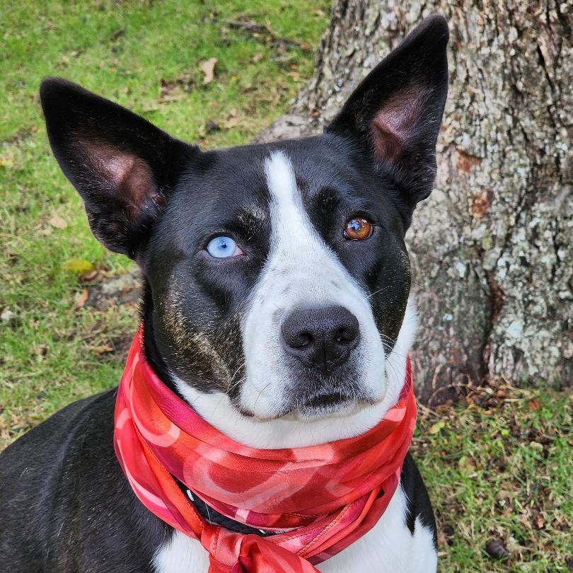 New York, a Adoptable Mixed Breed in Phenix City, AL image 4/5