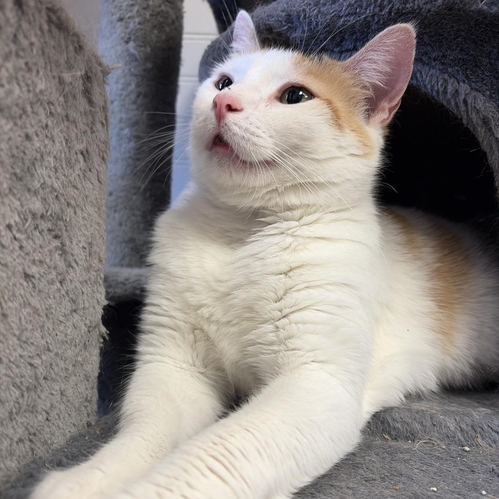 Cora, Adoptable, Adult Female Domestic Short Hair.