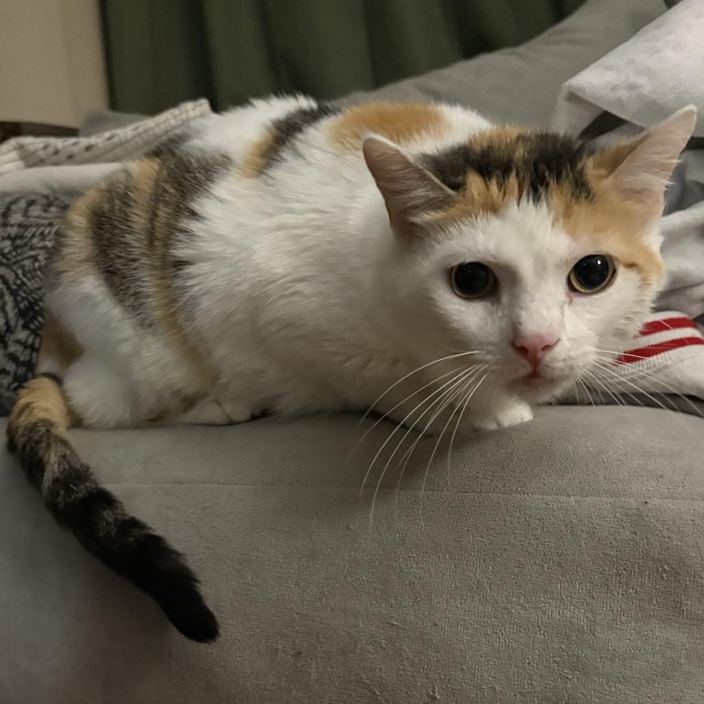 Cora, Adoptable, Adult Female Domestic Short Hair.