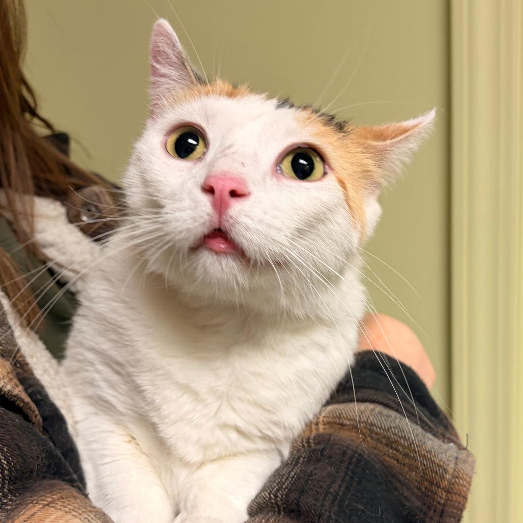 Cora, a Adoptable Domestic Short Hair in Bloomington, IL image 2/5