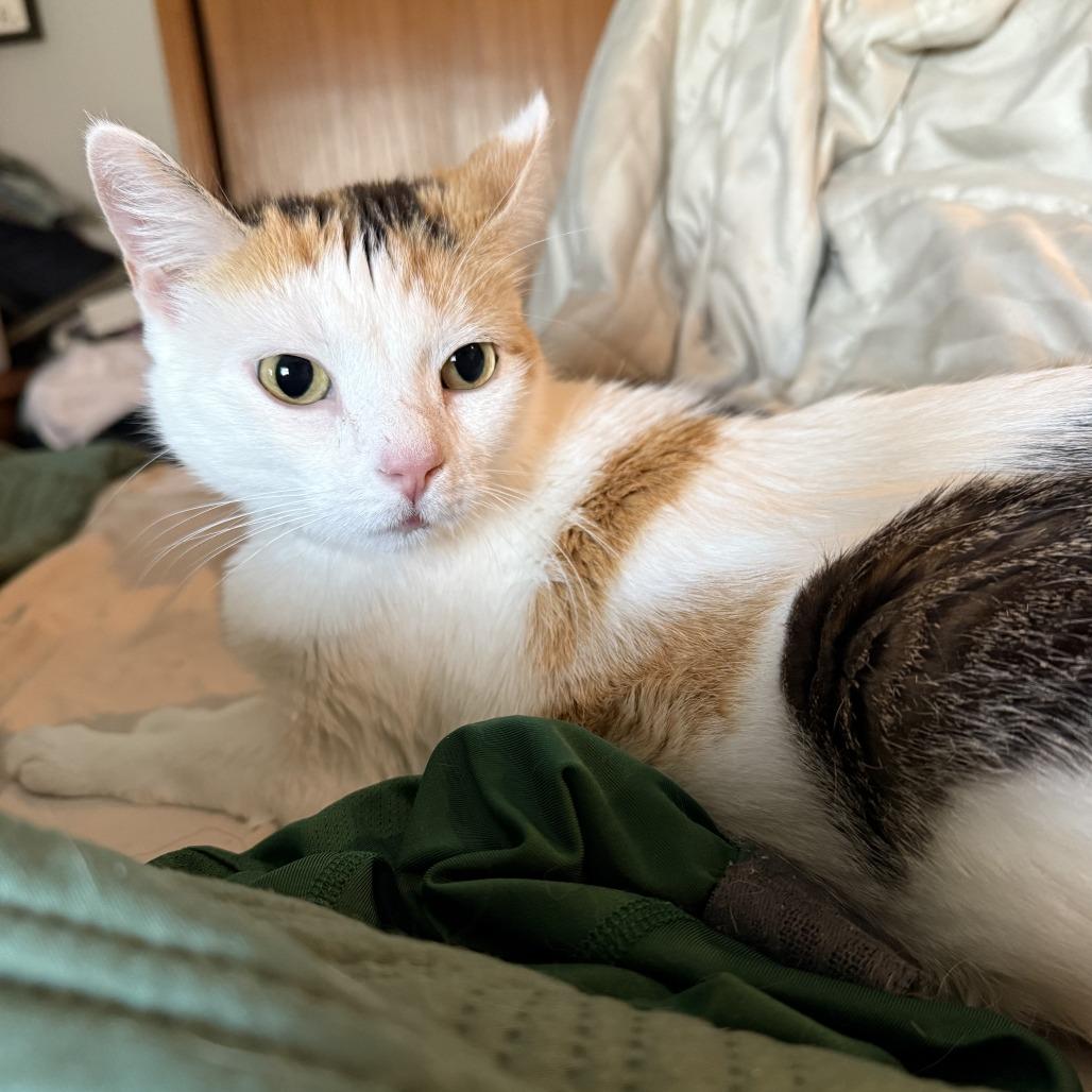 Cora, a Adoptable Domestic Short Hair in Bloomington, IL image 3/5