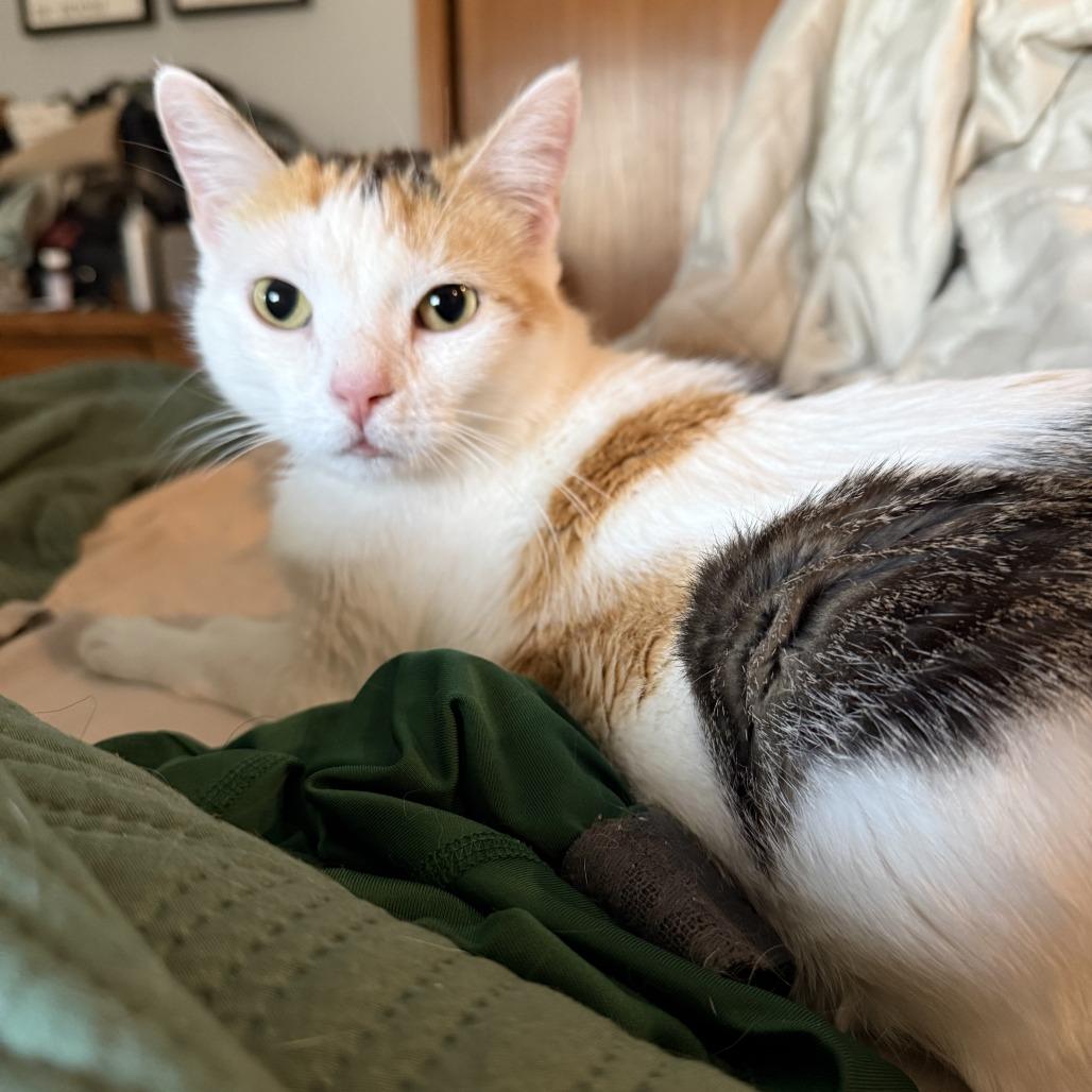 Cora, a Adoptable Domestic Short Hair in Bloomington, IL image 4/5