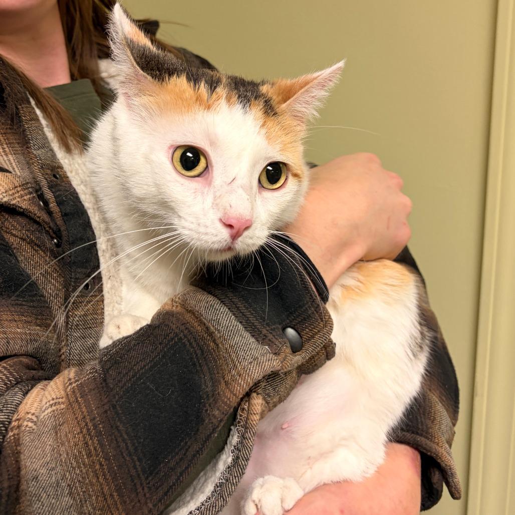 Cora, a Adoptable Domestic Short Hair in Bloomington, IL image 5/5