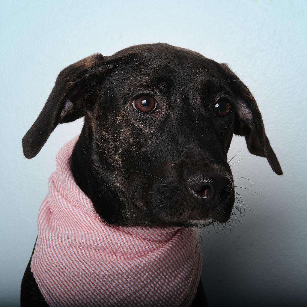 Raceer, Adoptable, Adult Male Mixed Breed.