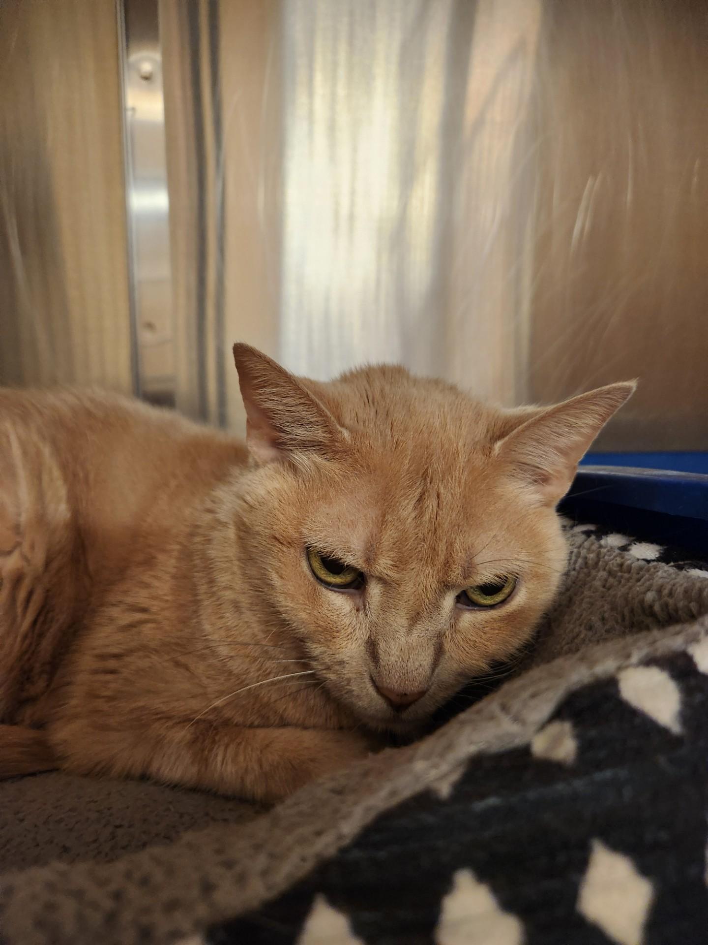 Enlarge Cruella, a ADOPTABLE Domestic Short Hair in Truth or Consequences , NM image 1/5