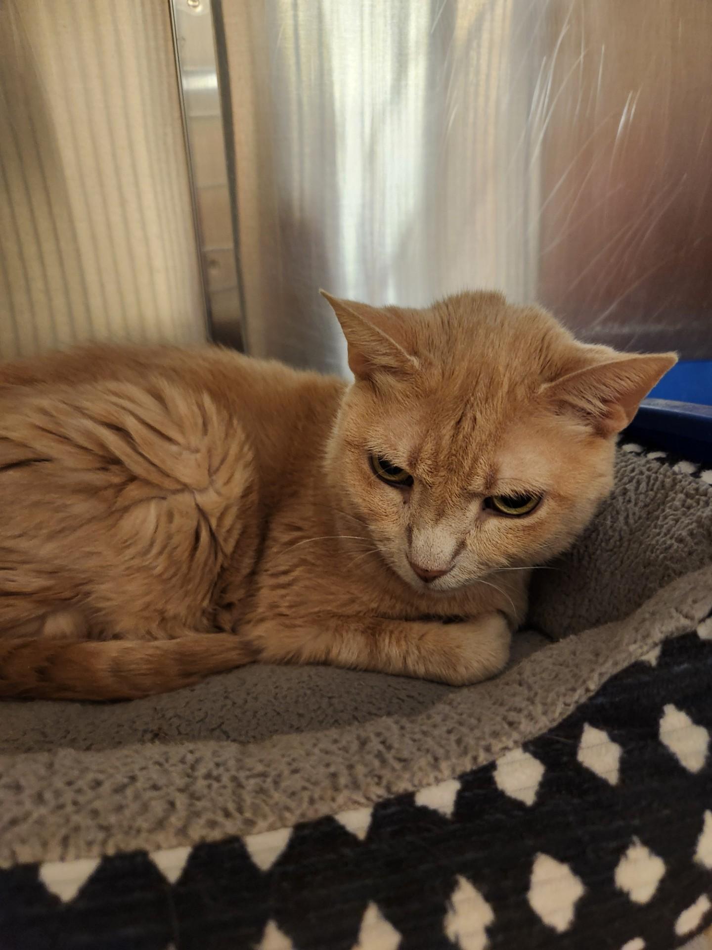 Enlarge Cruella, a ADOPTABLE Domestic Short Hair in Truth or Consequences , NM image 2/5