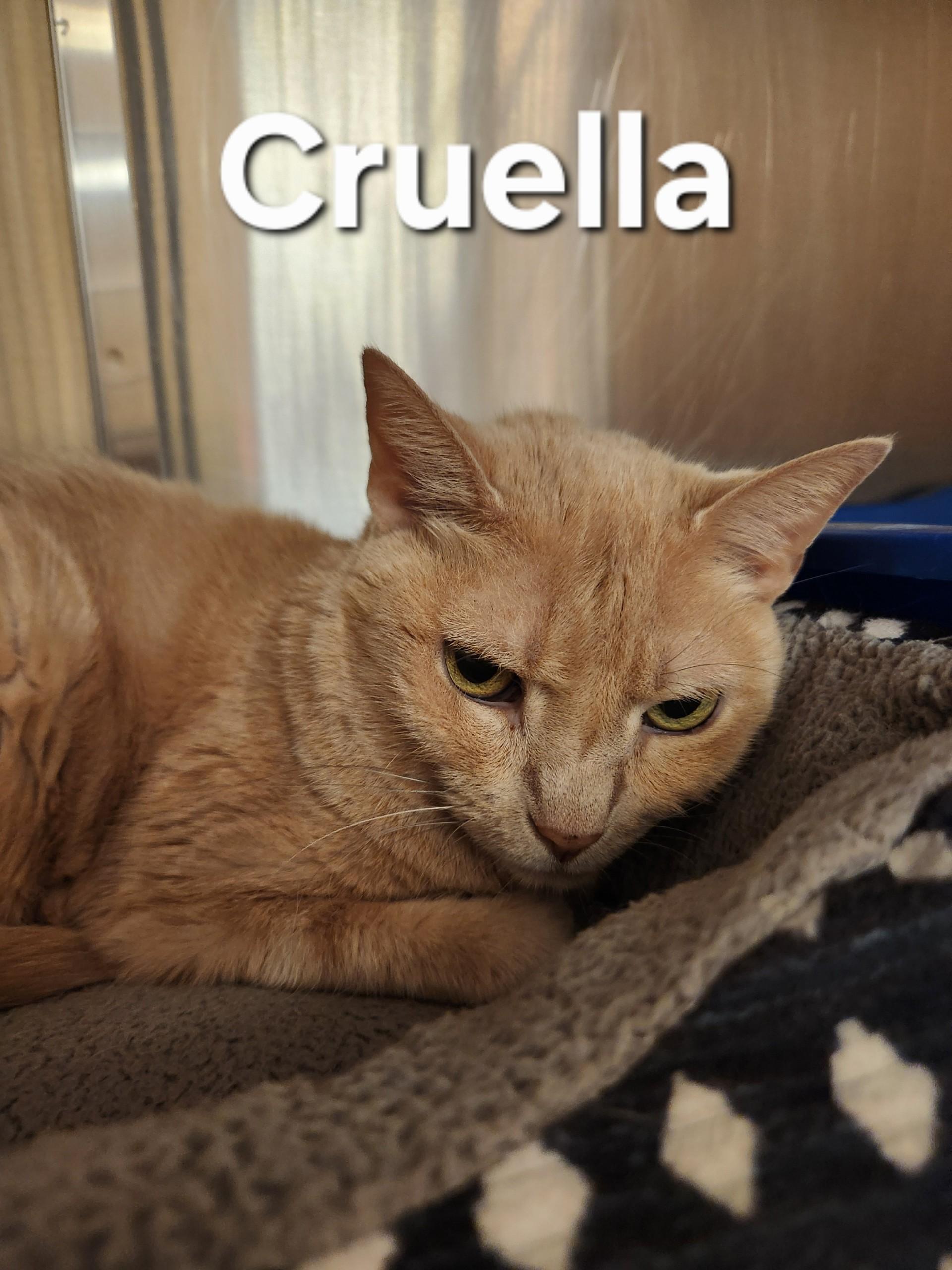Enlarge Cruella, a ADOPTABLE Domestic Short Hair in Truth or Consequences , NM image 3/5