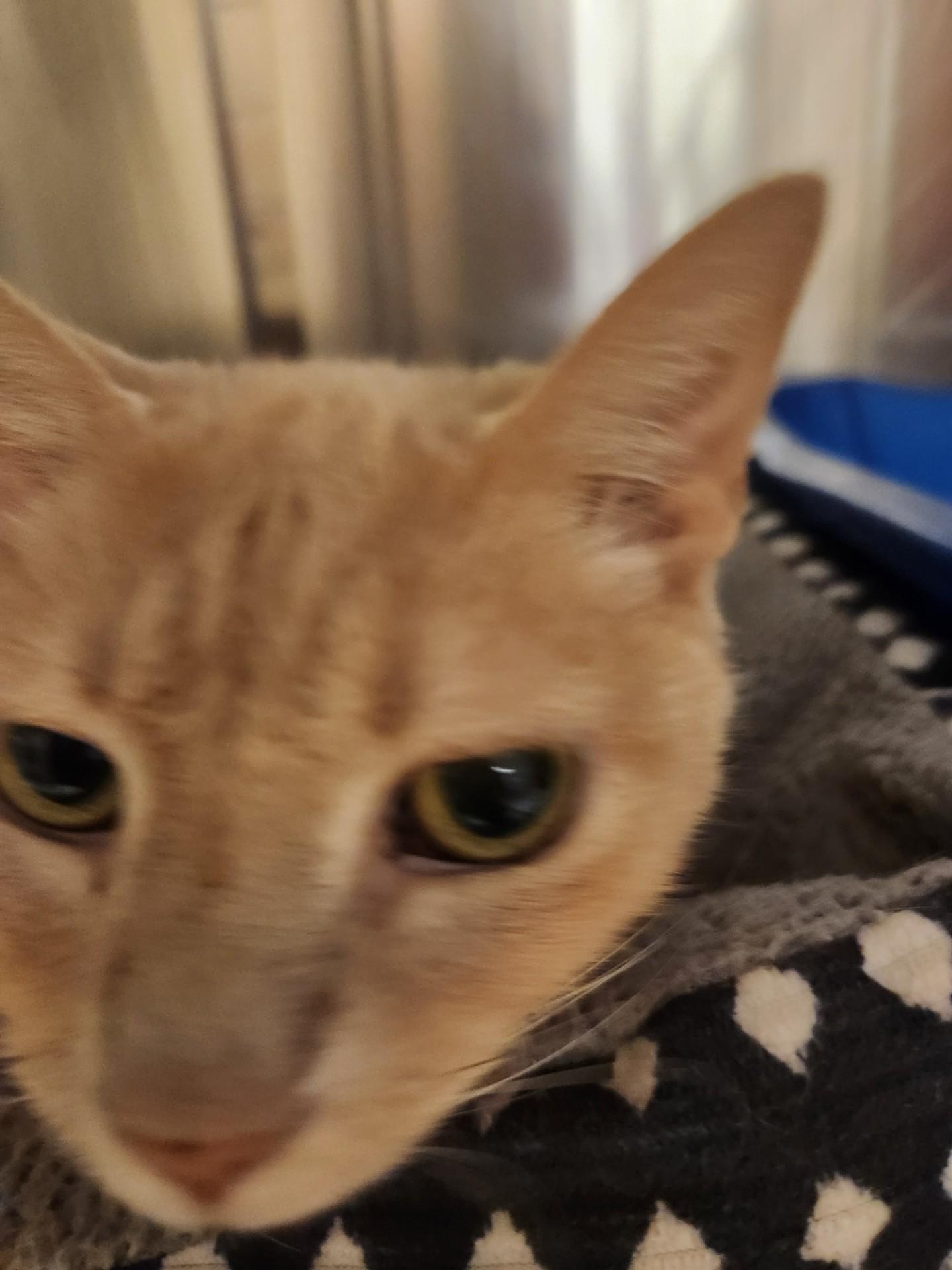 Enlarge Cruella, a ADOPTABLE Domestic Short Hair in Truth or Consequences , NM image 4/5