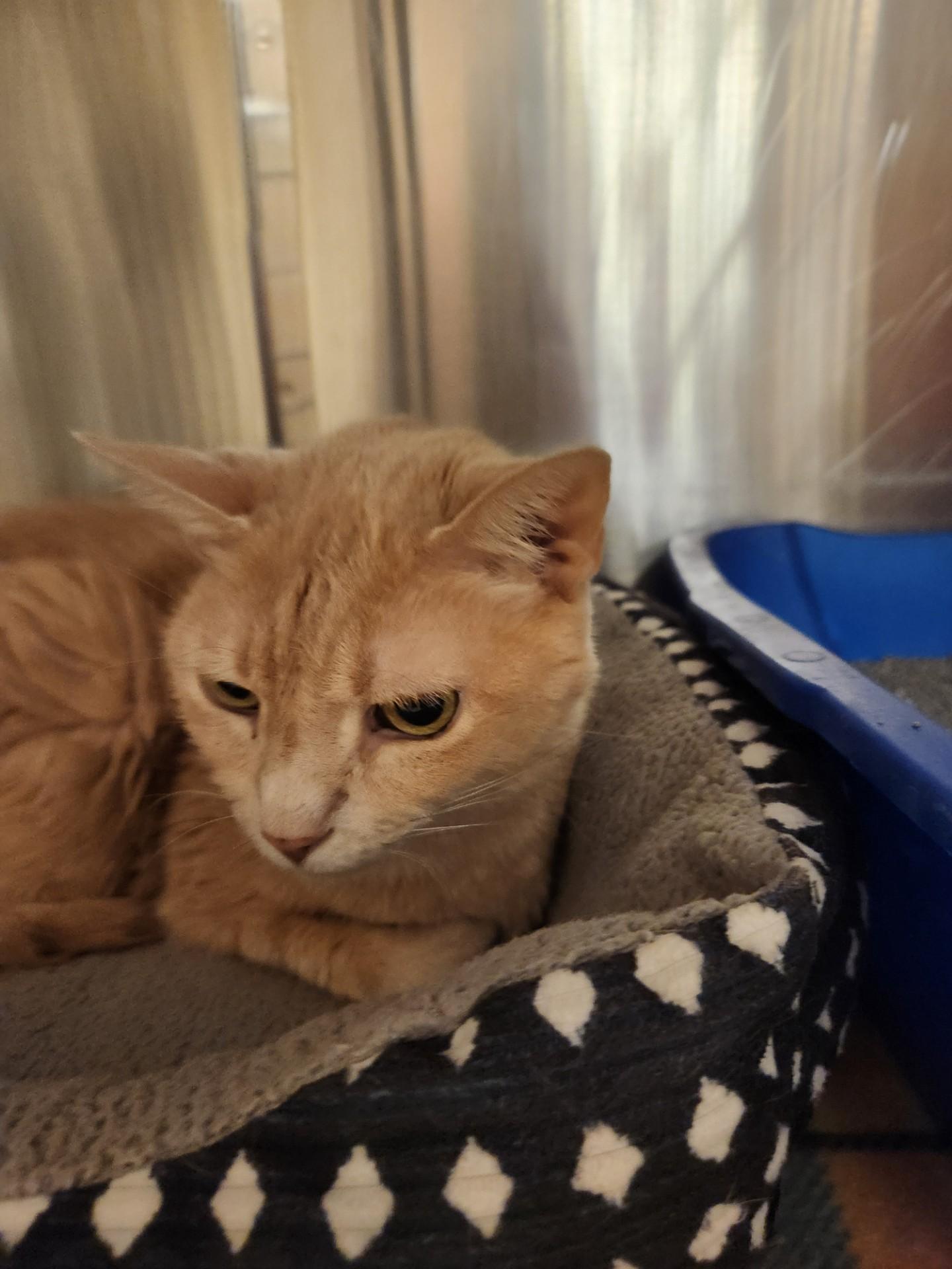 Enlarge Cruella, a ADOPTABLE Domestic Short Hair in Truth or Consequences , NM image 5/5