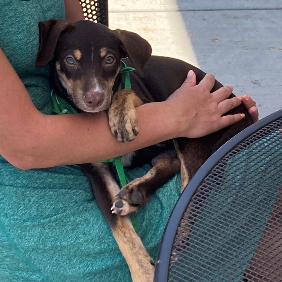 Gretchen, a Adopted mixed breed in Loiza, PR image 1/10