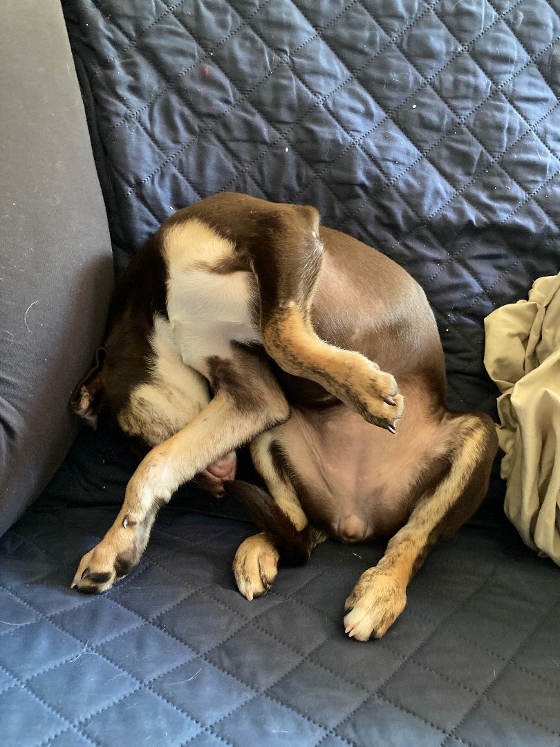 Gretchen, a Adopted mixed breed in Loiza, PR image 2/10