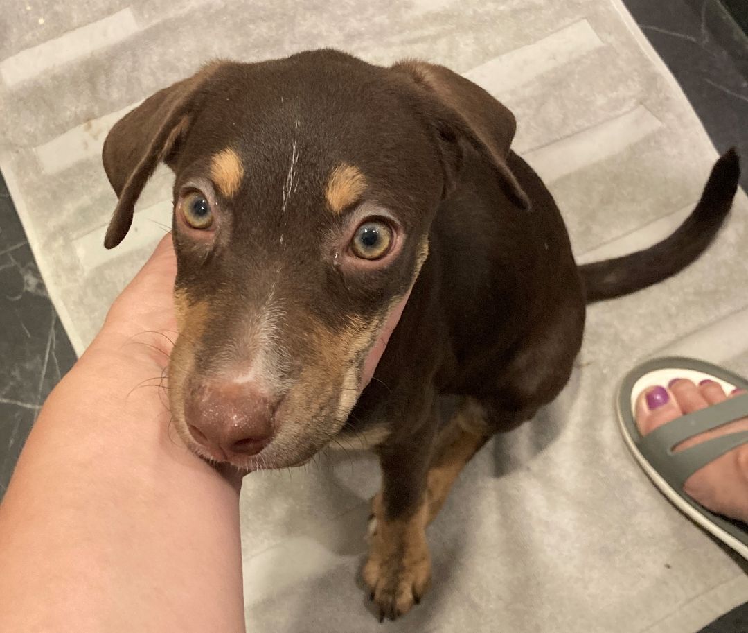 Gretchen, a Adopted mixed breed in Loiza, PR image 3/10