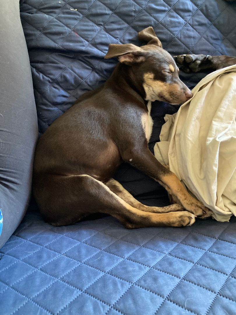 Gretchen, a Adopted mixed breed in Loiza, PR image 4/10