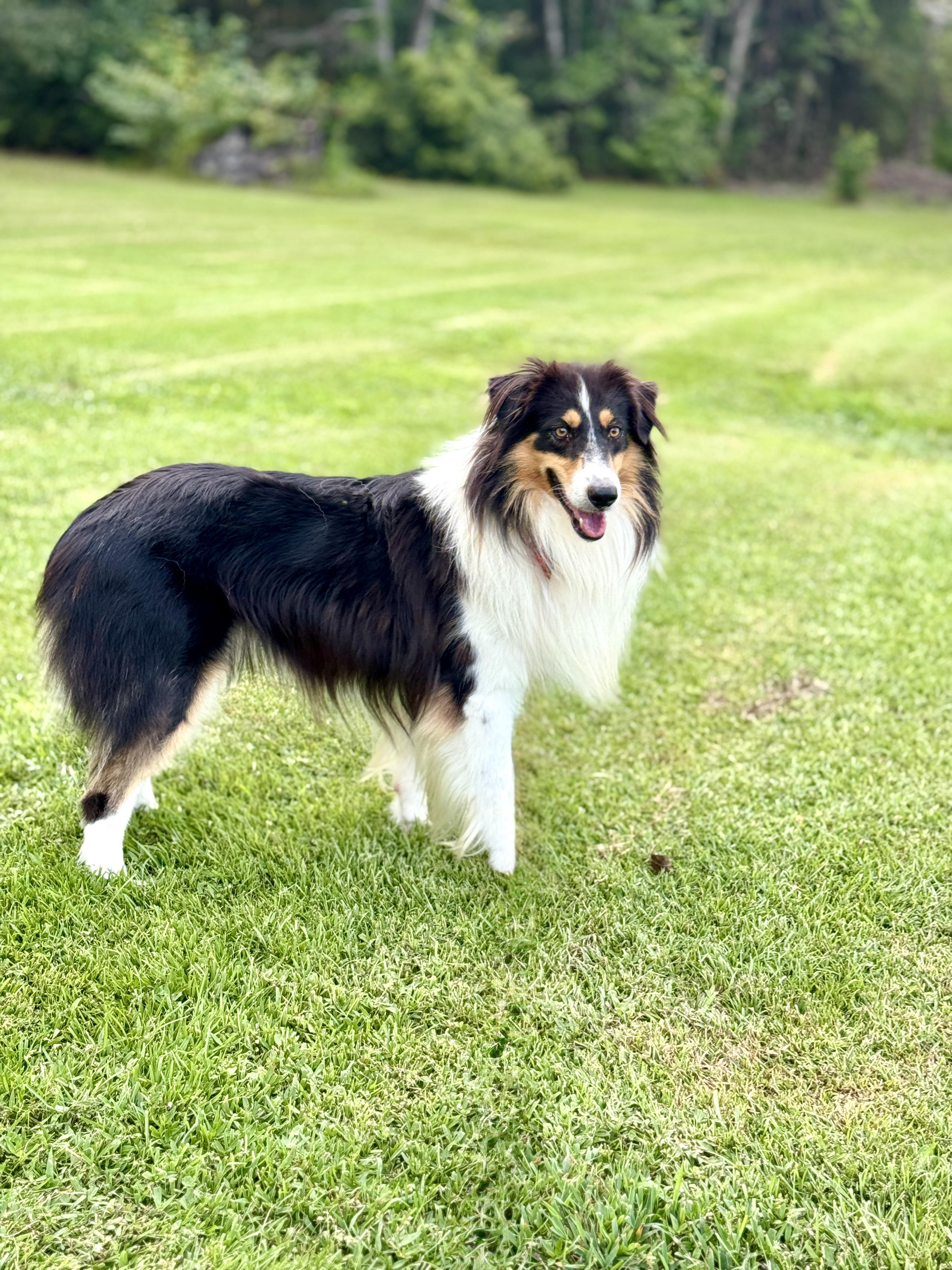 Enlarge Luke, a Adoptable mixed breed in Rocky Hill, CT image 4/6