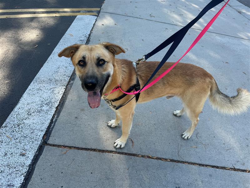 Winston, Adult Male German Shepherd Dog