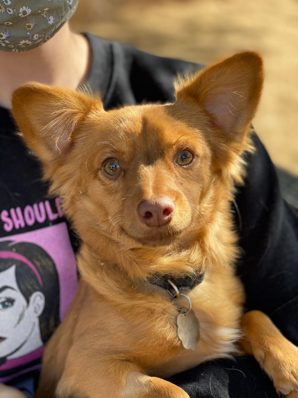 Henry (bonded with Annie), a Adoptable mixed breed in Phoenix, AZ image 4/6
