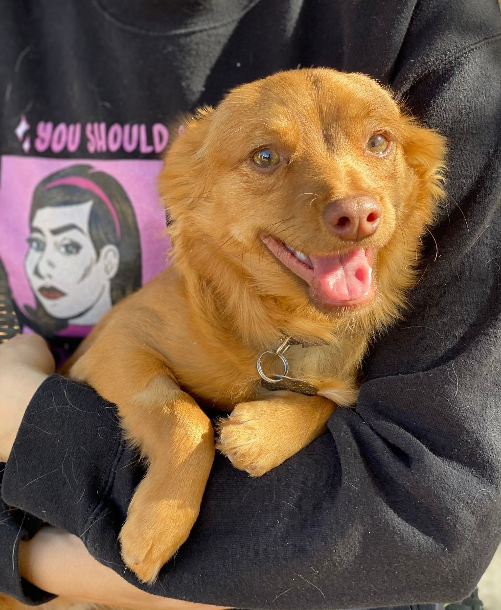 Henry (bonded with Annie), Adoptable, Young Male Papillon & Dachshund.