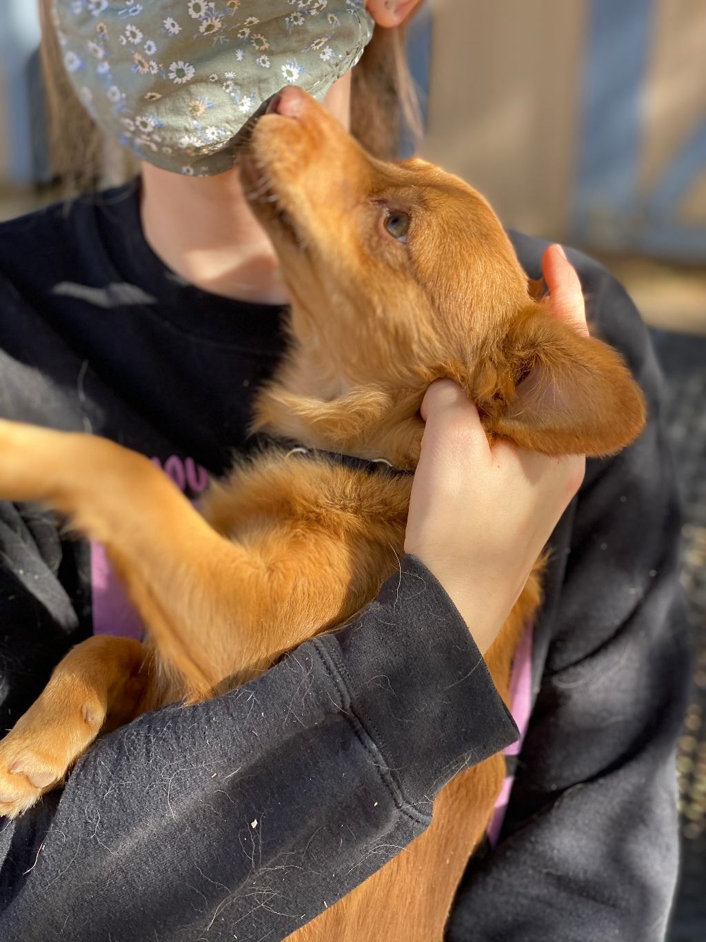 Henry (bonded with Annie), a Adoptable mixed breed in Phoenix, AZ image 3/6