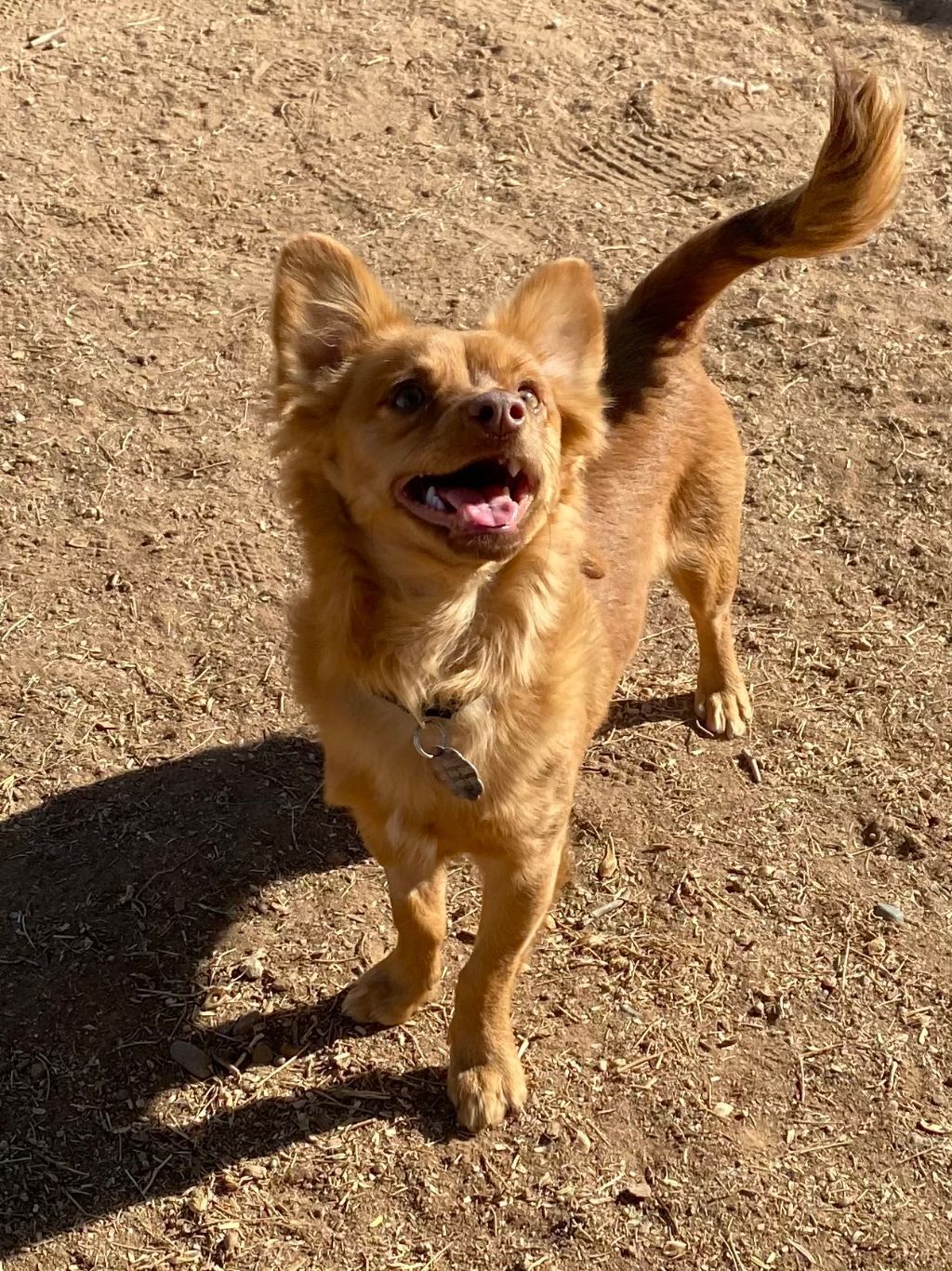 Henry (bonded with Annie), a Adoptable mixed breed in Phoenix, AZ image 5/6