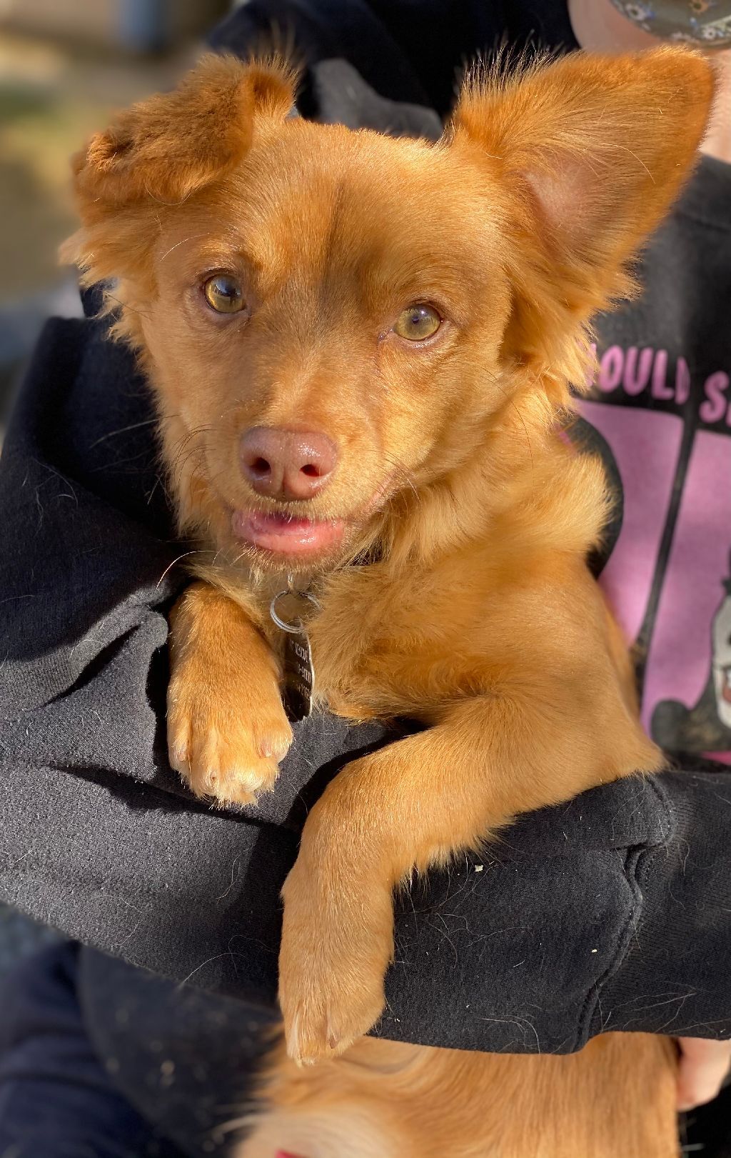 Henry (bonded with Annie), a Adoptable mixed breed in Phoenix, AZ image 2/6
