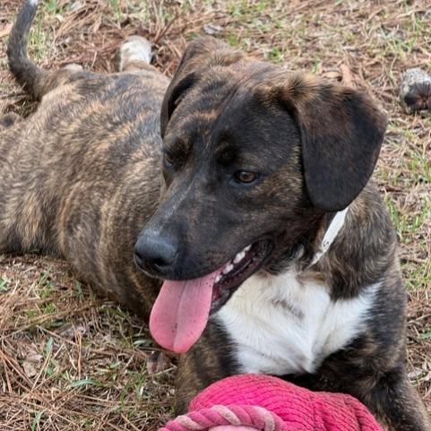 Dakota, Adoptable, Young Male Plott Hound.