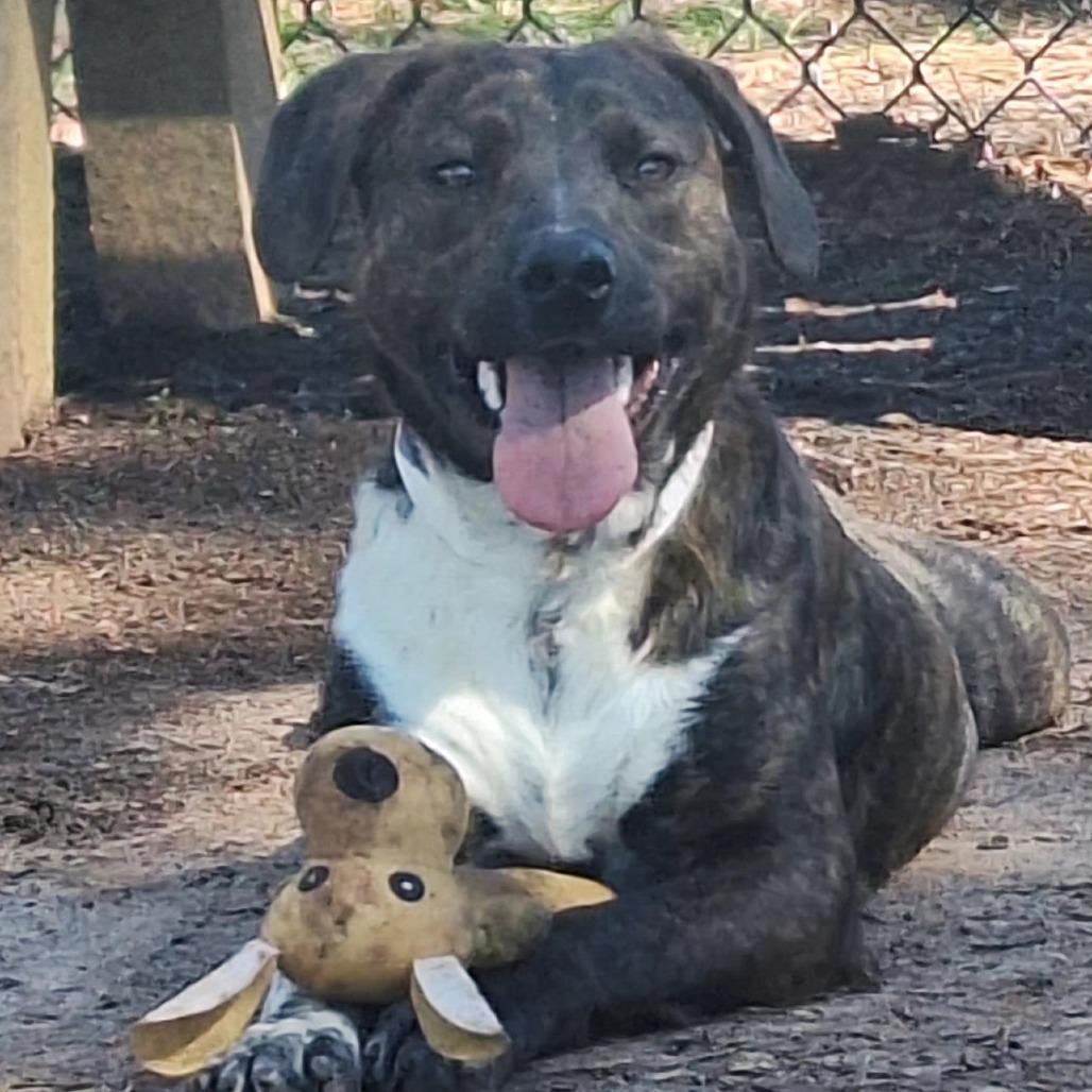 Enlarge Dakota, a Adoptable mixed breed in Birmingham, AL image 2/2