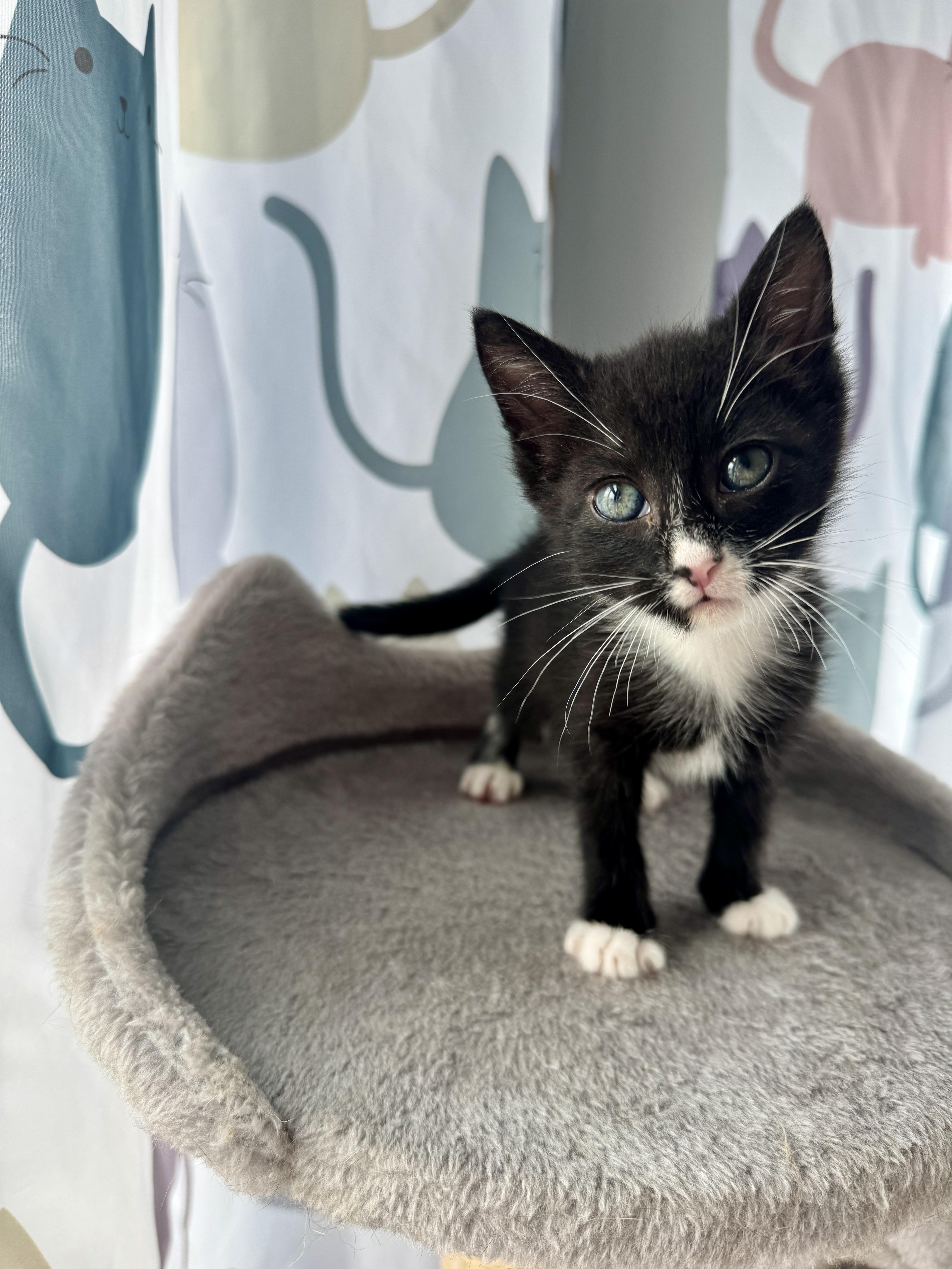 Alfredo Linguini, Adopted, Kitten Male Domestic Short Hair.