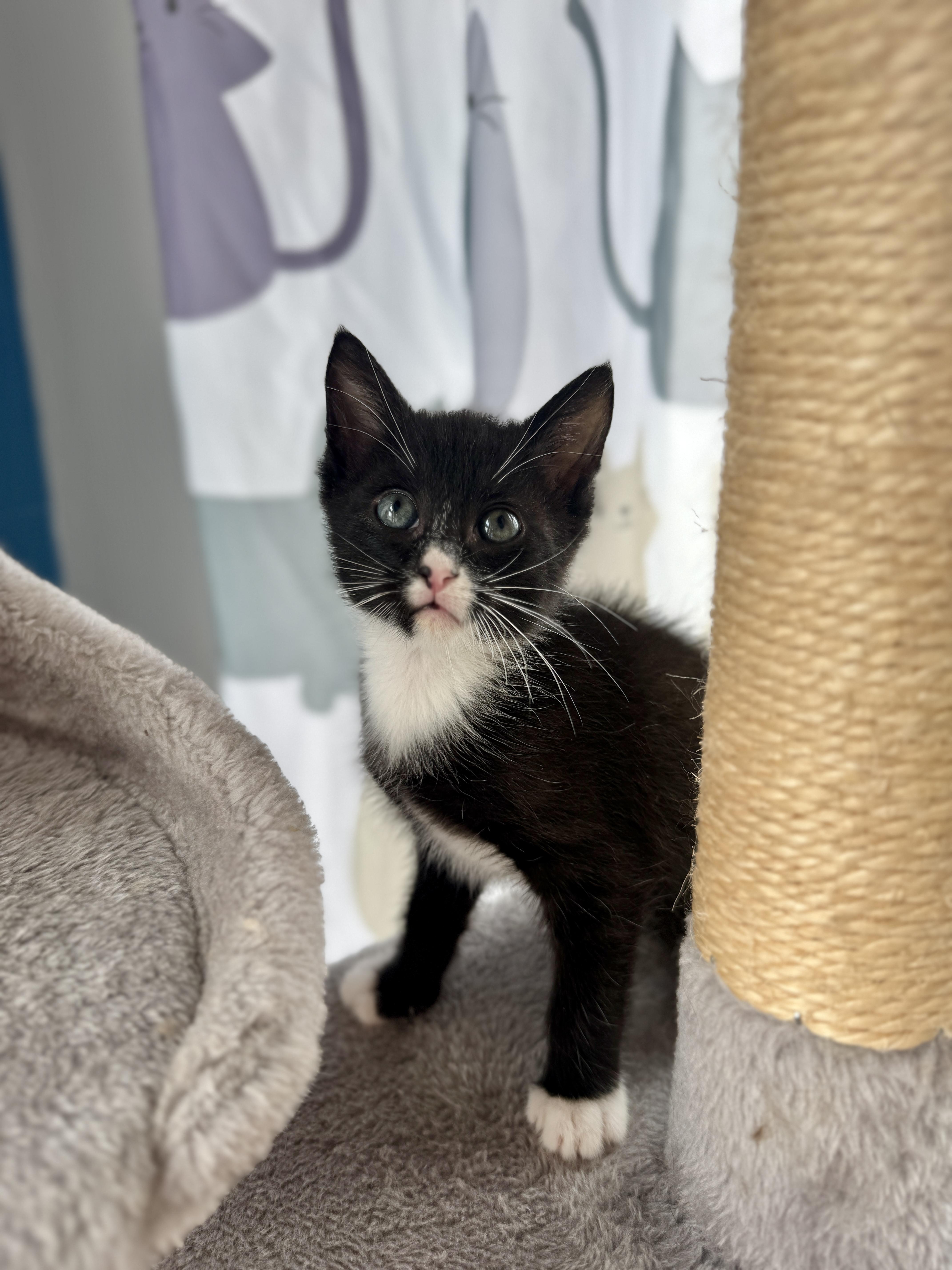 Alfredo Linguini, a Adopted Domestic Short Hair in Arverne, NY image 2/2