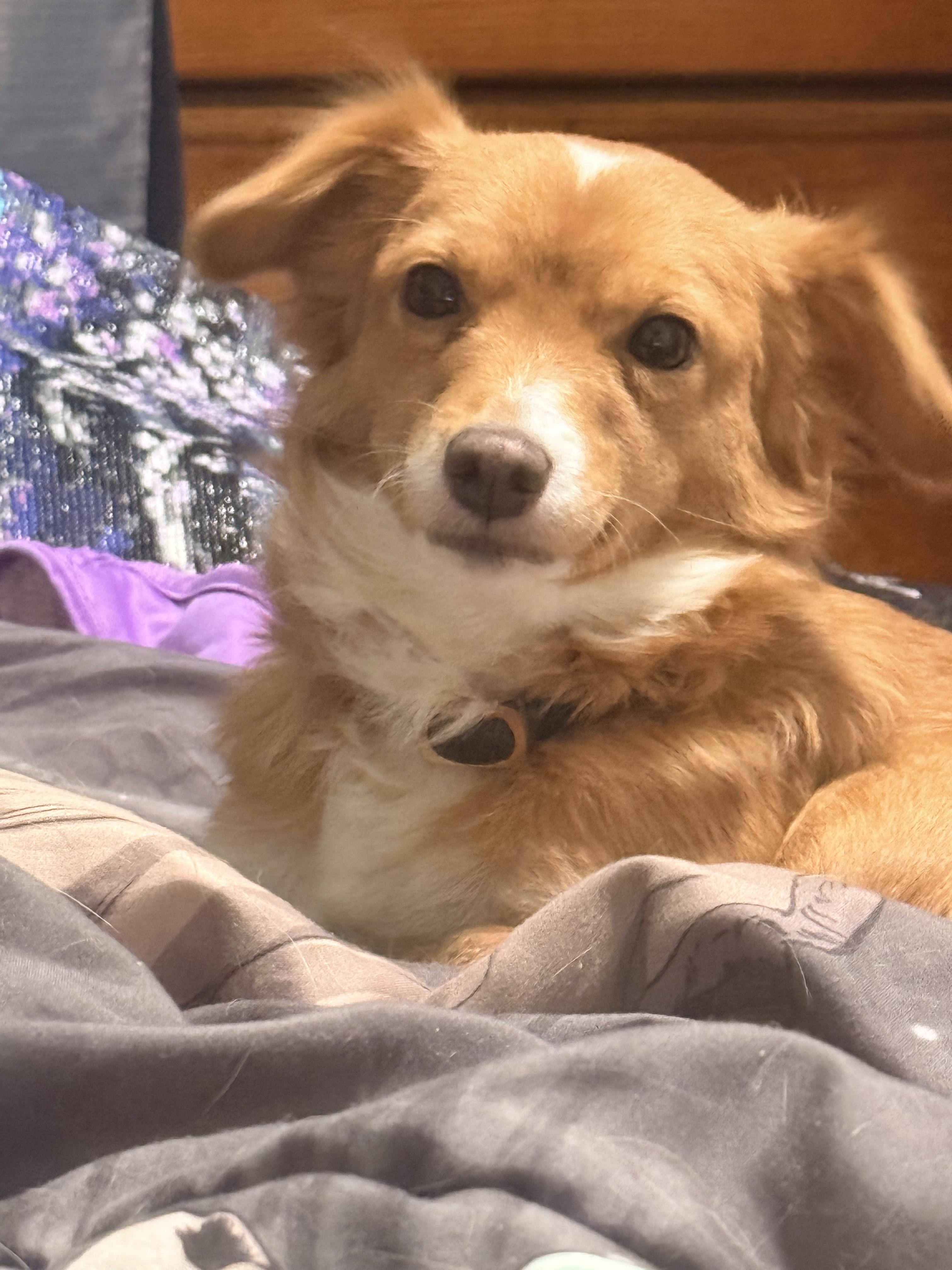 Goose, Adopted, Adult Female Terrier.