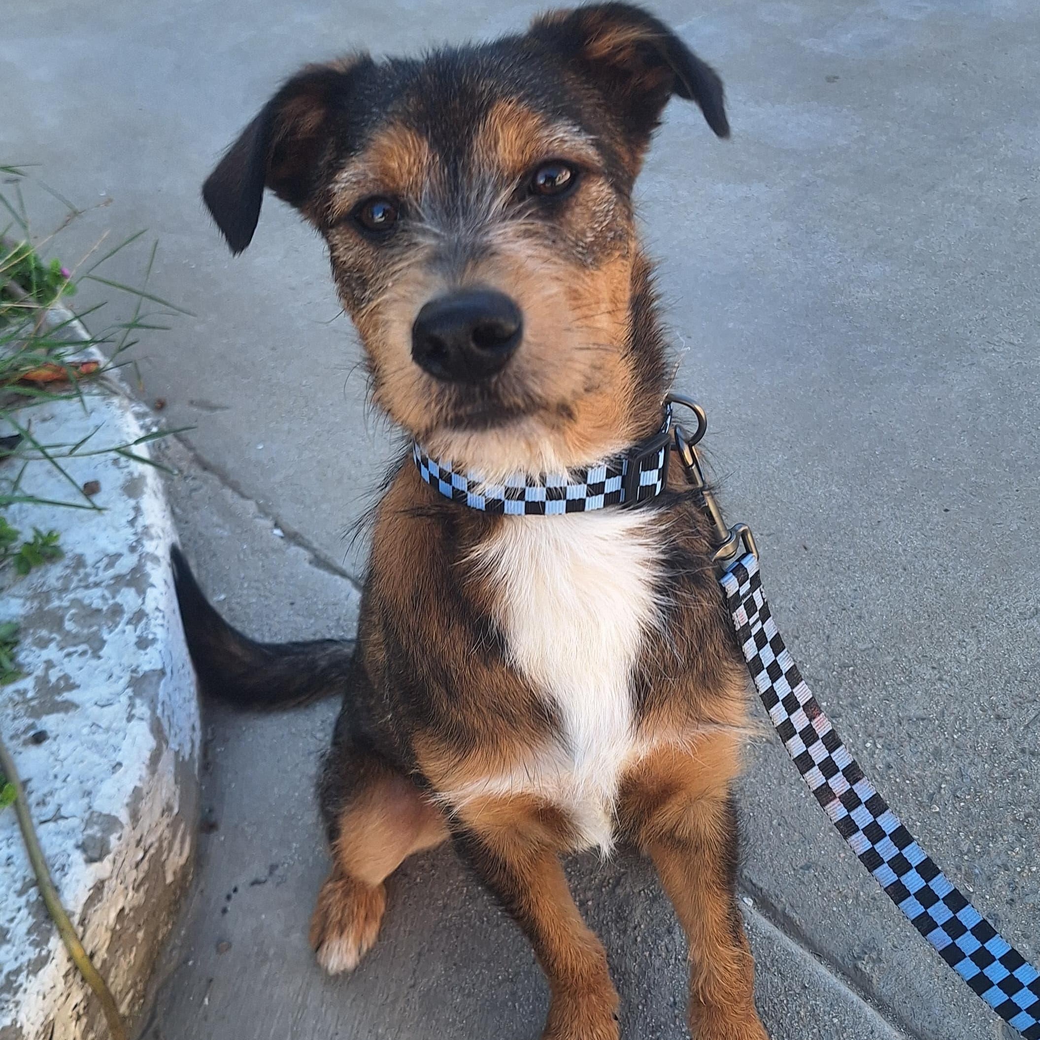 Enlarge Max, a ADOPTABLE mixed breed in San Diego, CA image 1/5
