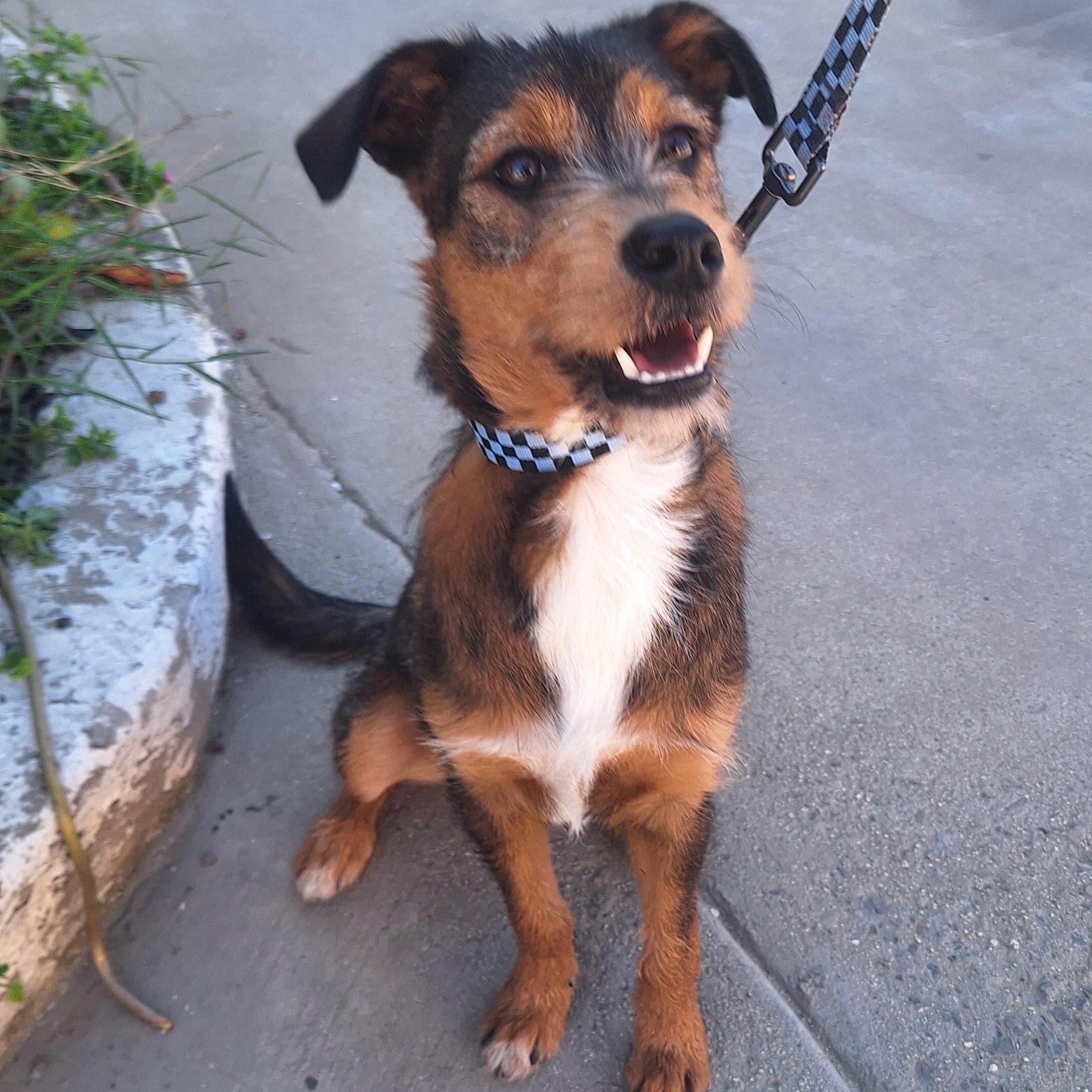 Enlarge Max, a ADOPTABLE mixed breed in San Diego, CA image 2/5