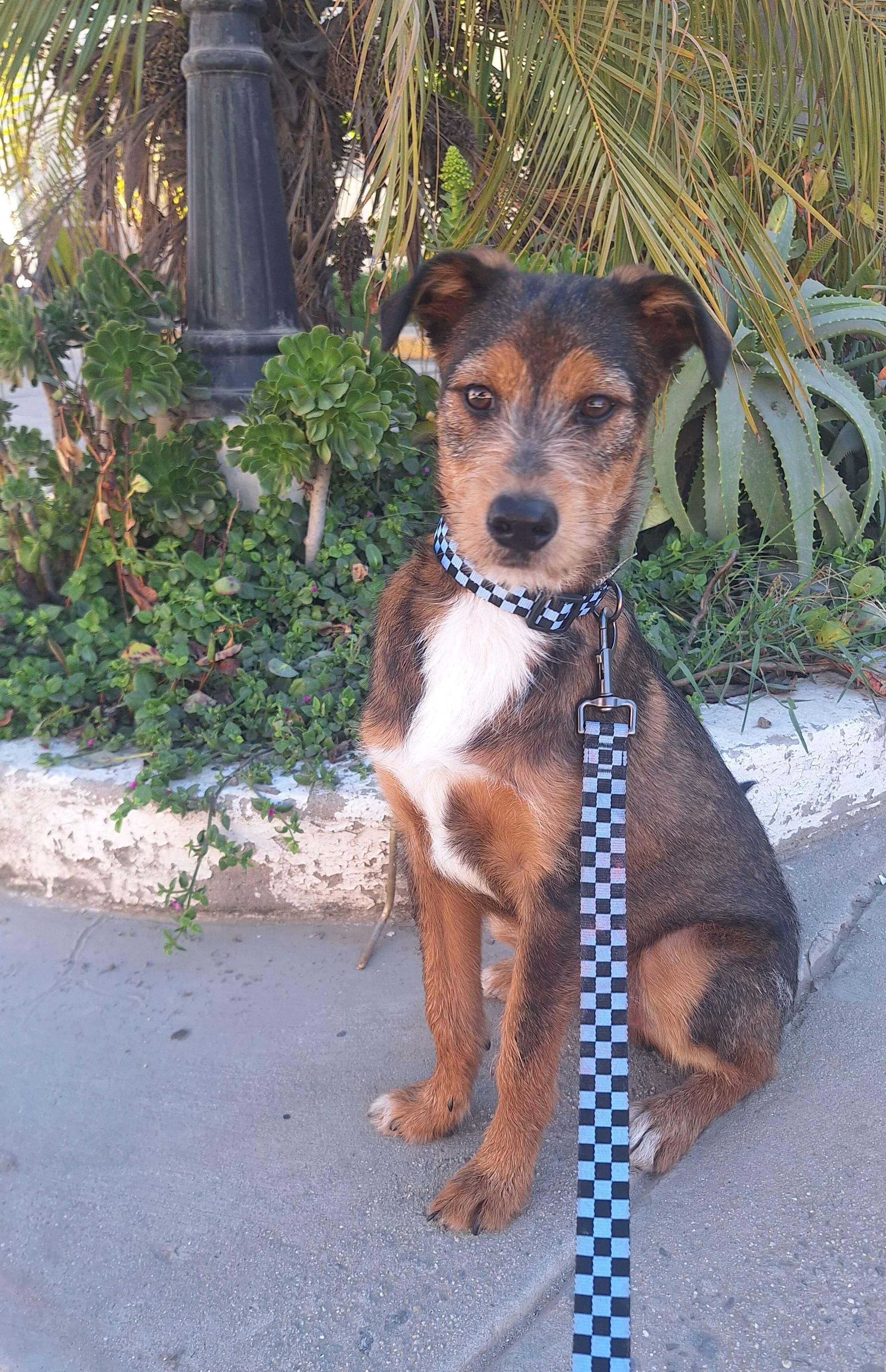 Enlarge Max, a ADOPTABLE mixed breed in San Diego, CA image 3/5