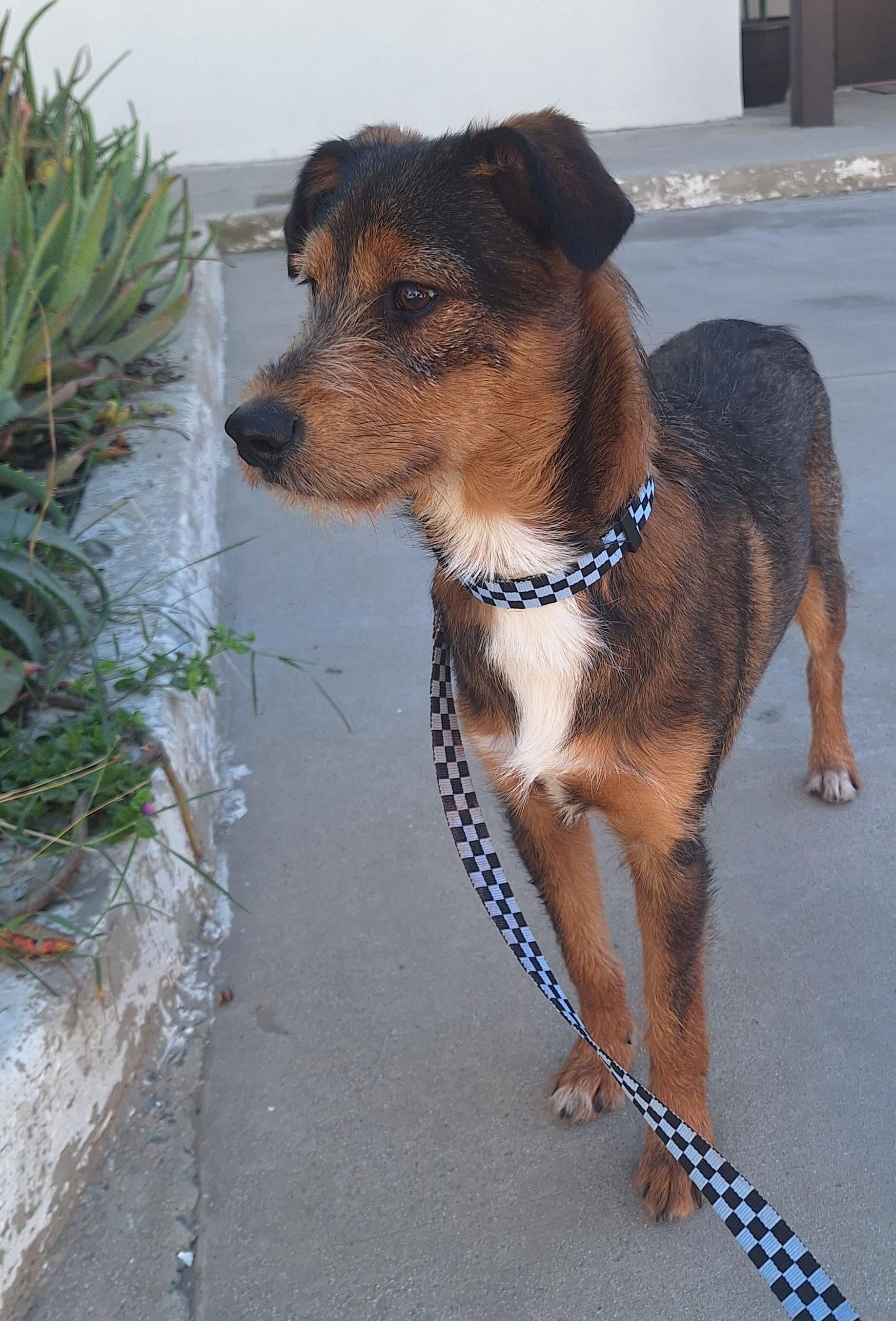 Enlarge Max, a ADOPTABLE mixed breed in San Diego, CA image 4/5