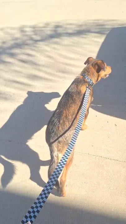 Enlarge Max, a ADOPTABLE mixed breed in San Diego, CA video 5/5