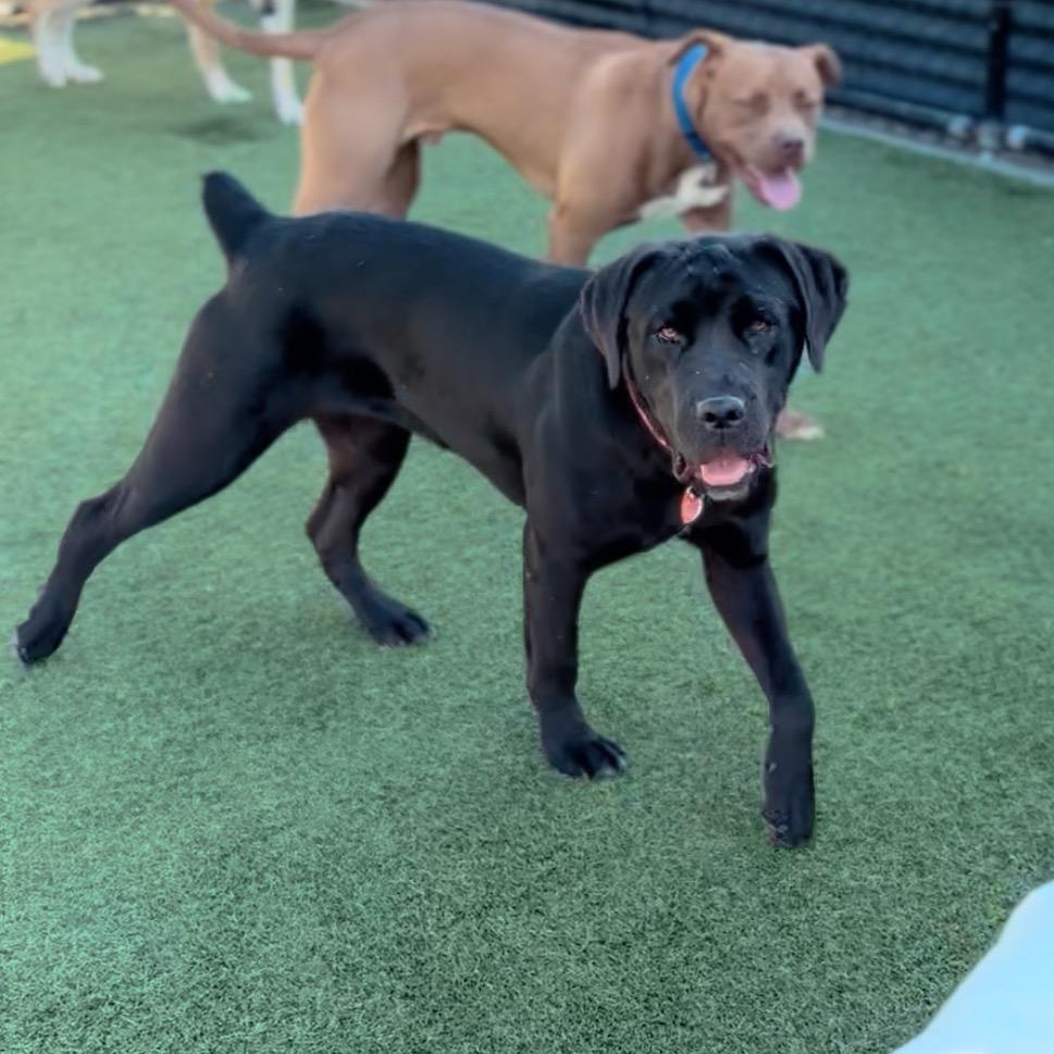 Juniper A5715504, a Adoptable mixed breed in Mission Hills, CA image 2/6