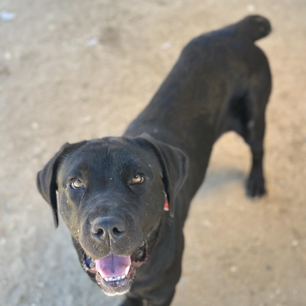 Juniper A5715504, a Adoptable mixed breed in Mission Hills, CA image 5/6