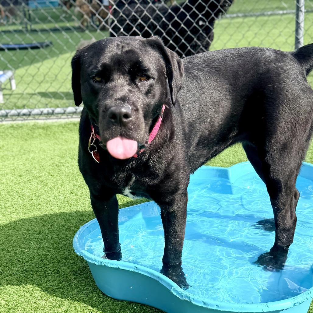 Enlarge Juniper A5715504, a Adoptable mixed breed in Mission Hills, CA image 6/6