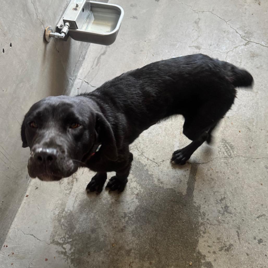 Juniper A5715504, a Adoptable mixed breed in Mission Hills, CA image 6/6