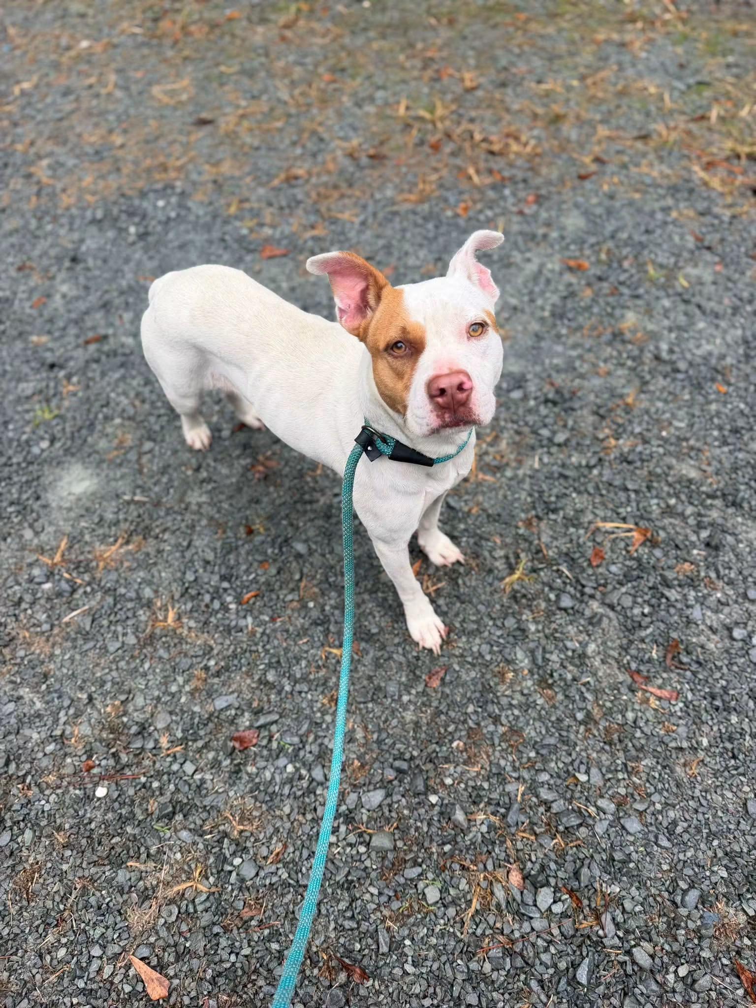 Lonnie aka Roxy, Adoptable, Adult Female Mixed Breed.