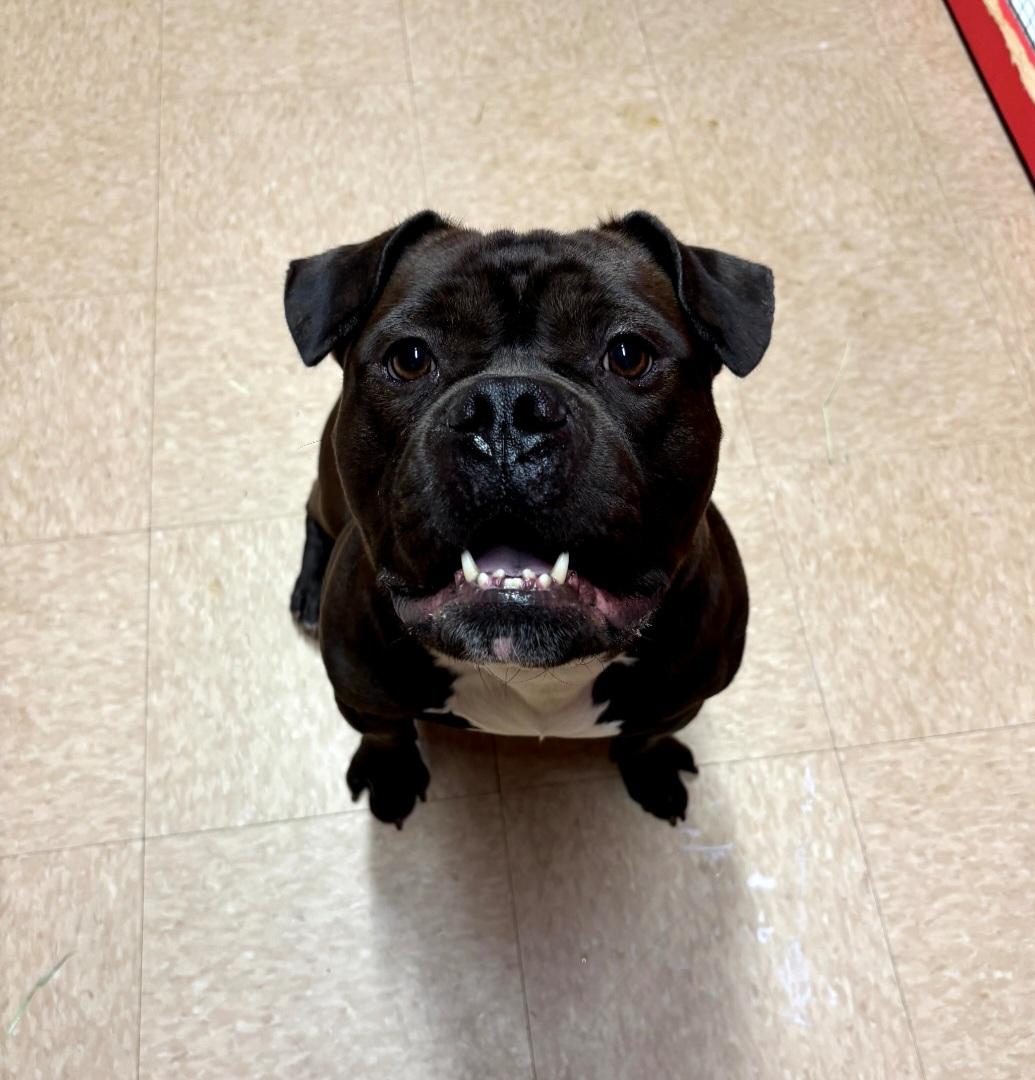 86 Mauii, ADOPTABLE, Adult Male English Bulldog & Pit Bull Terrier.